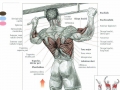 Pull-Up-Muscle